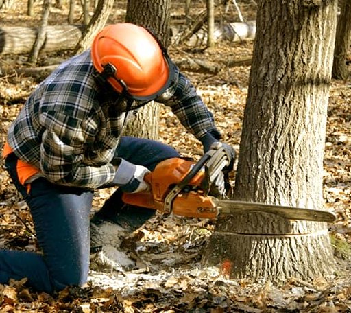 Tree Removal in Hartford, KS